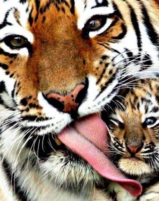 lick_tiger.jpg